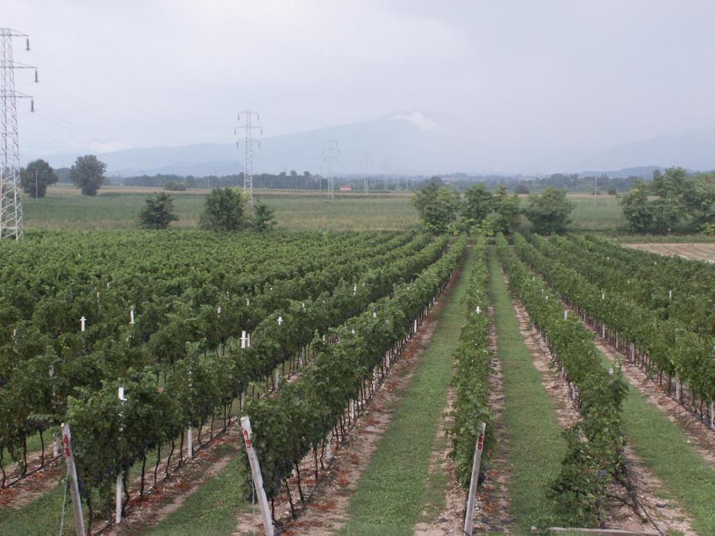Agriturismo Colombarola Sona Exterior photo